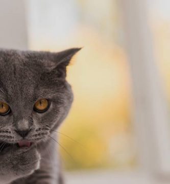 Guía de compra de rascadores para gatos